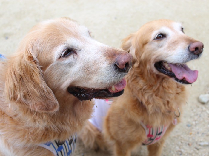 ナツちゃんを迎えた先住犬