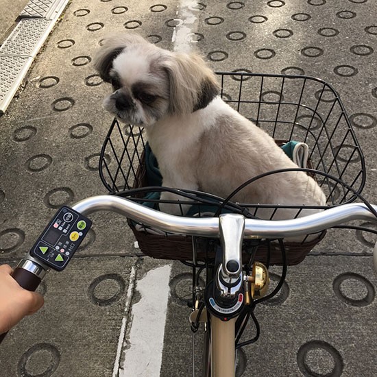 「あんぜん うんてん おねがいします」