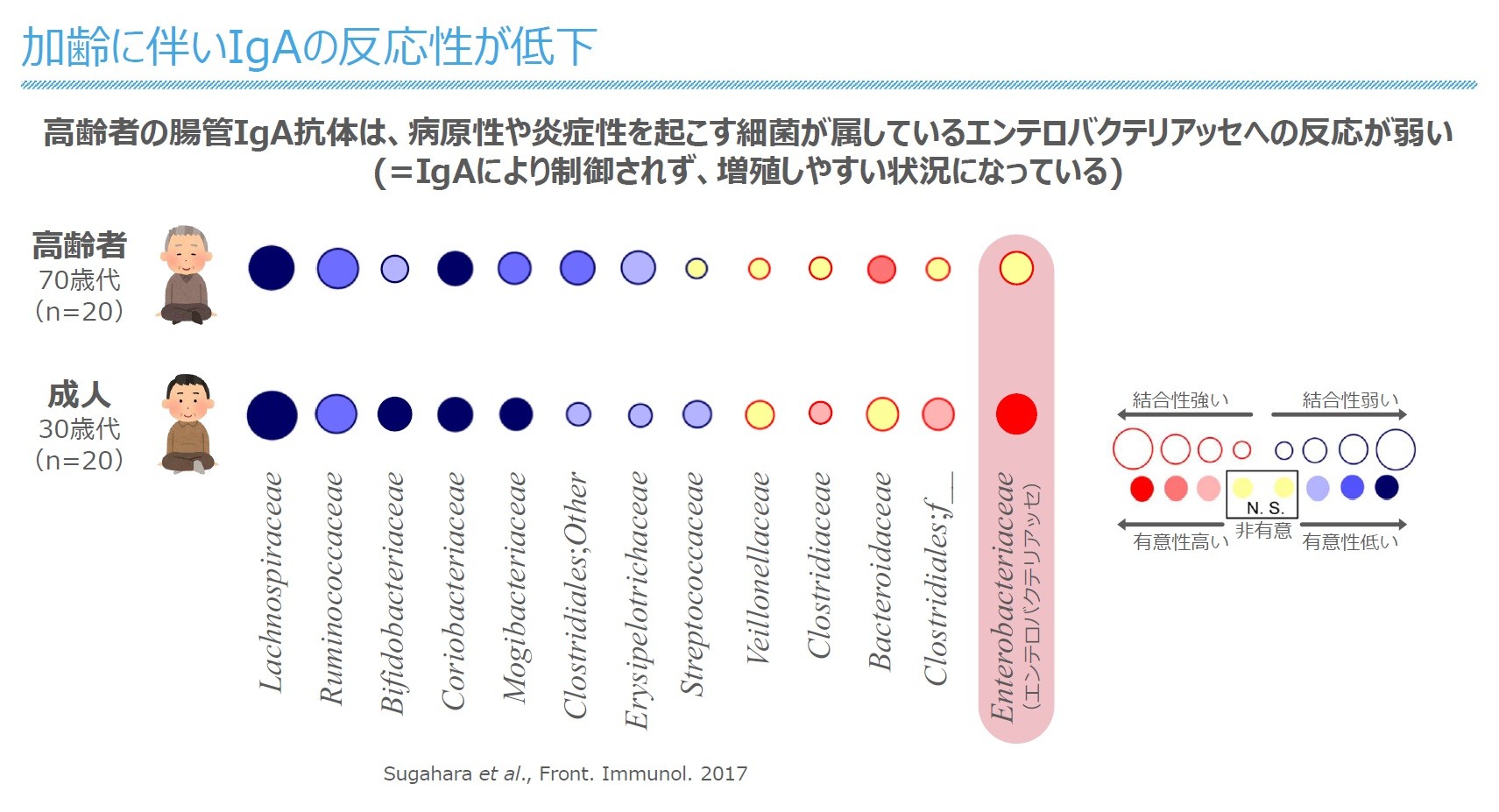 年齢によるIgA稿体力の変化