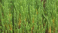 花は見当たらないけど…? 絶滅危惧Ⅱ類「アッケシソウ」が開花 10月中旬にはサンゴのような美しい姿に 岡山・浅口市