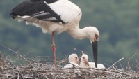 コウノトリのひな2羽が元気に育つ 香川・まんのう町
