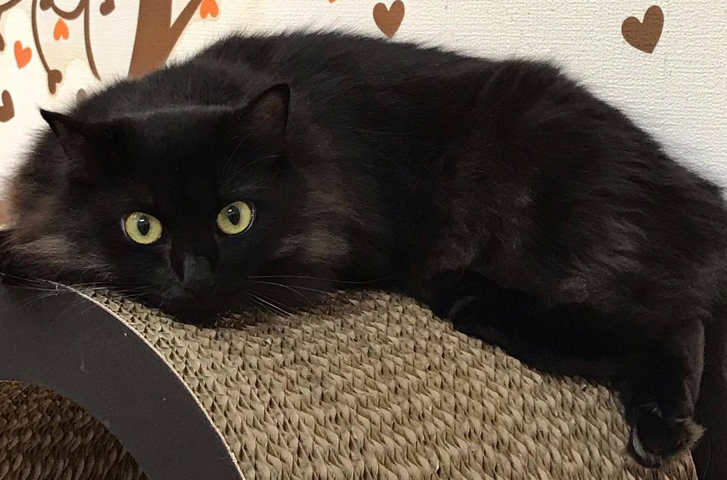 卒業生の令ちゃん(猫の館ME提供)