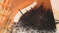うどんを食べて育ったウニ「讃岐うどん雲丹」が誕生 海藻を食べたウニより身は白く成長早い