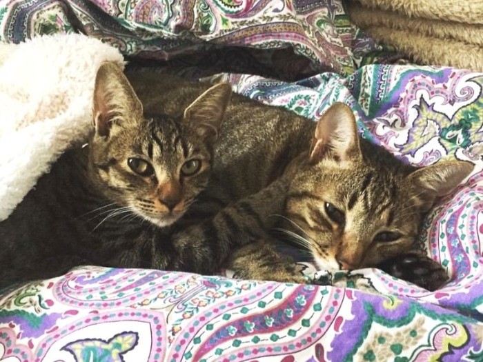 パートナーのももちゃんと