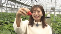大きくあま~く育ったイチゴはいかが? 完全予約制で密を避けてイチゴ狩りを楽しもう! 高松市