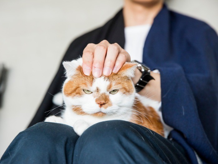 外山さんの膝の上でくつろぐどんこ