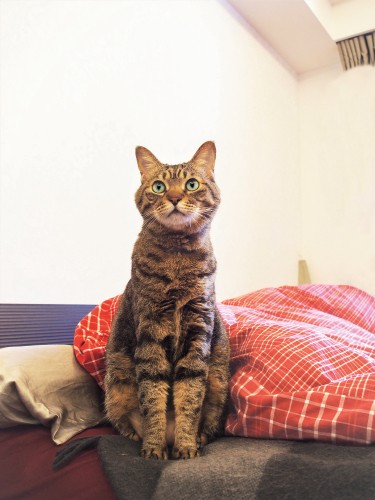 被災地で保護され、都心のマンション猫になったJJ