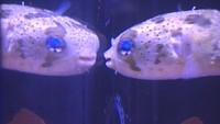「きもかわいい」生き物たちが集合 岡山