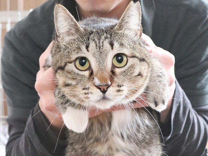 新しい飼い主を募集中(取材時点)のカイくん。