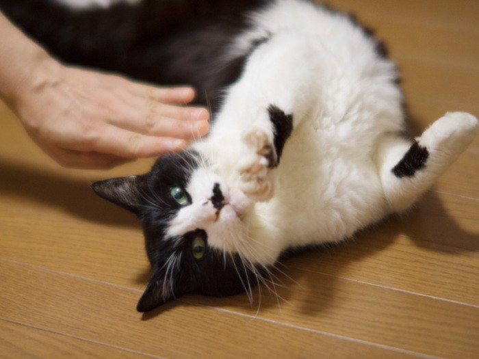 「都はるみのまね」(小林写函撮影)