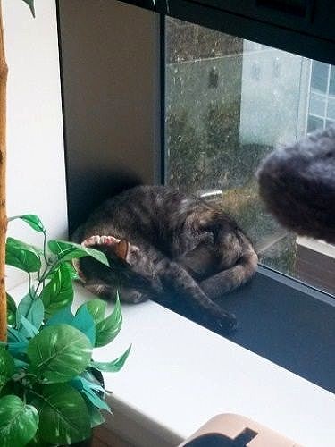 家に来て間もない頃、窓辺で (提供写真)