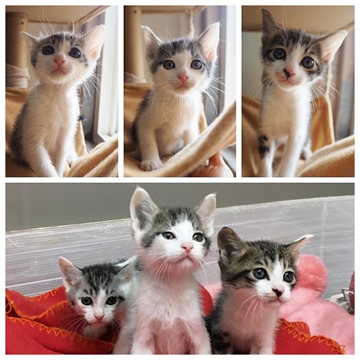 保護当時の3兄弟、一番右が雷蔵くん