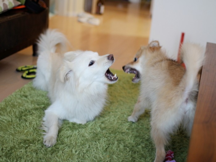 しつこく闘いを挑まれても軽くいなす大吉