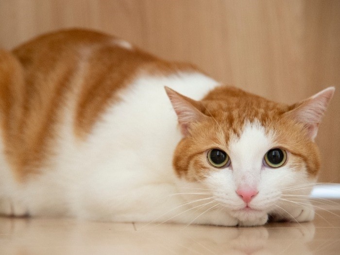 最近になってお客さんが苦手に