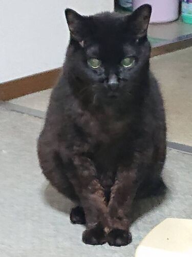 サブという名は、「大物になるように、歌手の北島三郎さんから頂いた」とすーさん。南極から奇跡的に生還したタロ・ジロも“人の名”が付いて長生きしたことも影響したのだとか(恵子さん提供)