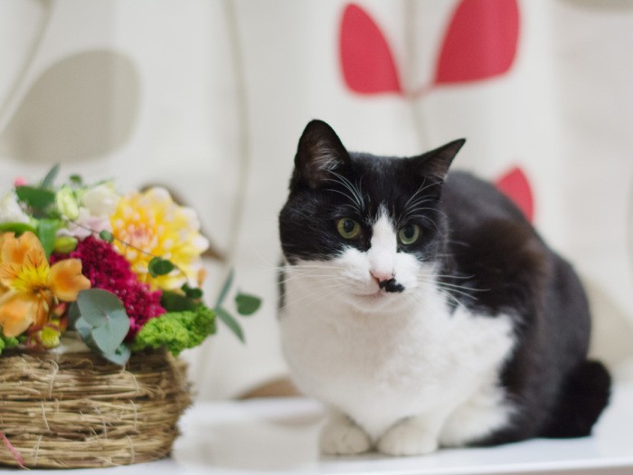 「日が短い冬場の花は心がなごむね」(小林写函撮影)