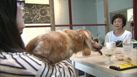 犬と人をつなぐ複合施設が高松にオープン カフェやペットサロン・保護犬の仲介も