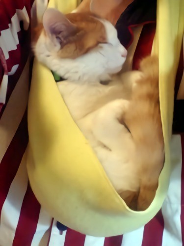 とにかく抱っこが好き。あまりにも仕事にならないので、フリースのマフラーをスリングに