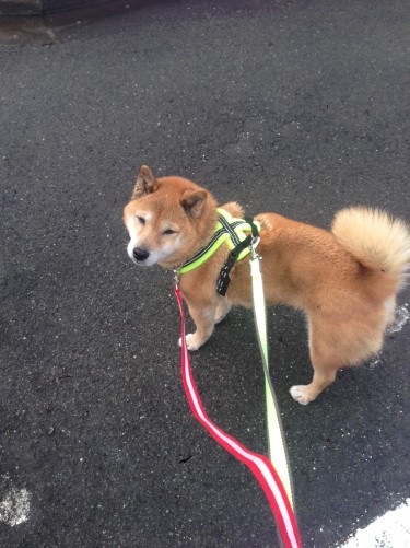 トレーニングの成果で振り向いてくれるようになった