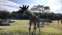 池田動物園にキリンの赤ちゃんの仲間入りを 岡山青年会議所がクラウドファンディングを開始