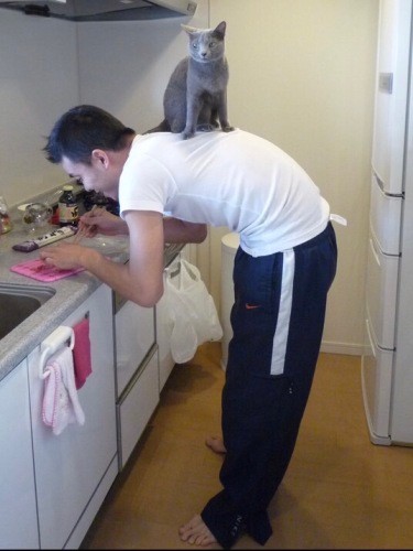 パパの背中にちょこん「パパのこと、“キャットタワー”だとずっと思っていたんにゃ」(まみさん提供)