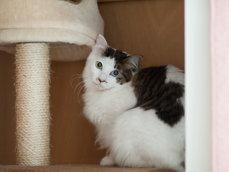 「うちはキャットタワーがタンスの中にあるんだ」(小林写函撮影)