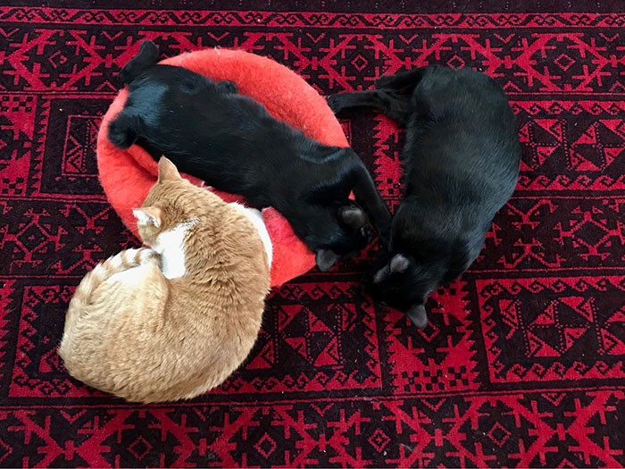 3匹仲良く大好きなリビングのホットカーペットでゴロゴロ