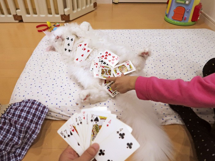 トランプをしていたら割って入って自ら台になるトヨ