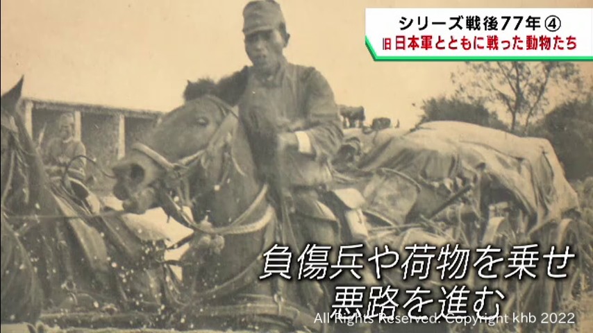 #人に従い戦地で散った軍馬 宮城・石巻市の私設資料館で特別展