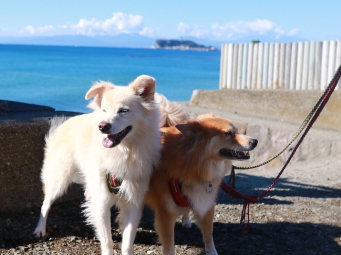 稲村ヶ崎にて。大吉(左)と福助(右)