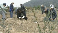 豊島から環境教育の未来を考える 瀬戸内オリーブ基金創立25周年 11月に岡山で記念式典