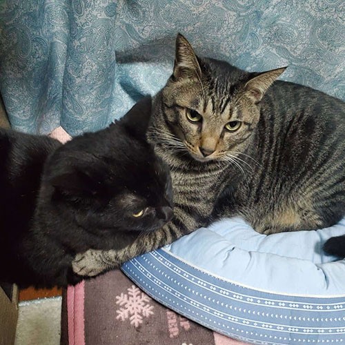 「イヌオちゃん、しっかり」