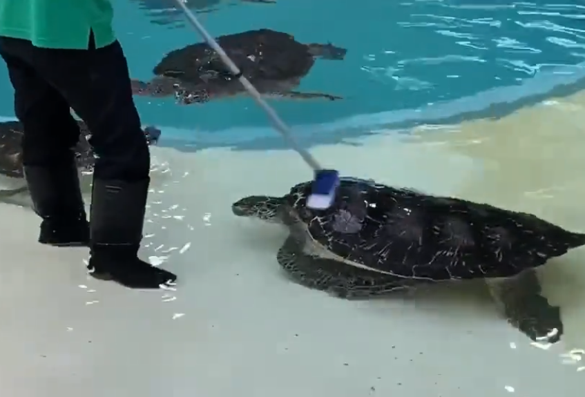 水槽よりも甲羅を掃除して! ブラシに集まってくるウミガメがかわいすぎる