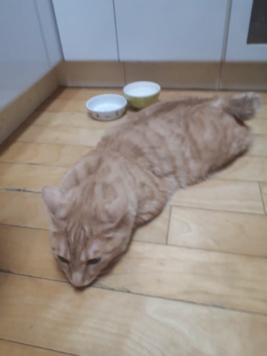 「定位置」でエサをもらうまで待ち続けるきなこ。食への執念はすさまじい