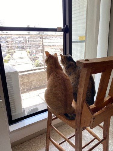 とにかく仲良く、奥の部屋で並んで“にゃるそっく”(池田さん提供)