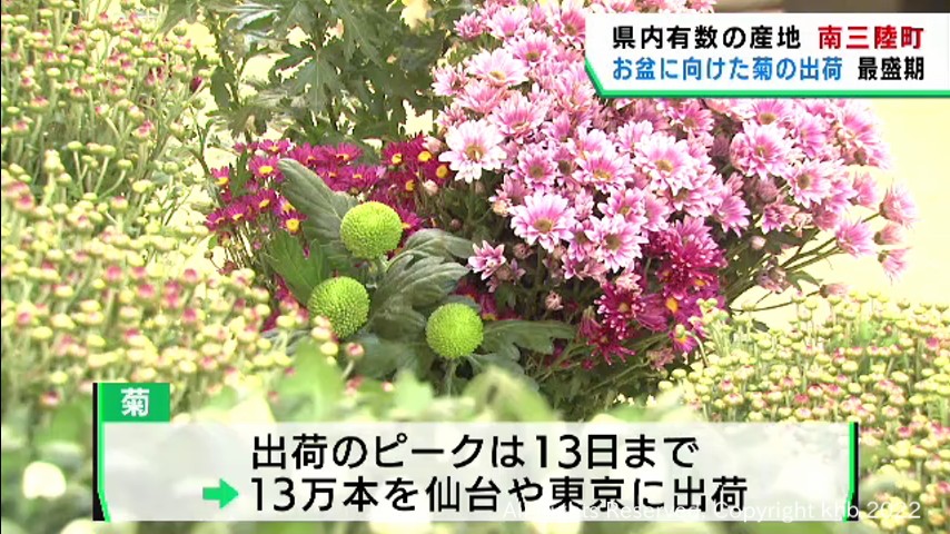 #お盆に向け菊の出荷始まる 宮城・南三陸町