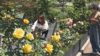約160種類250株が楽しめる! 番の州公園で「バラ祭り」 香川・坂出市