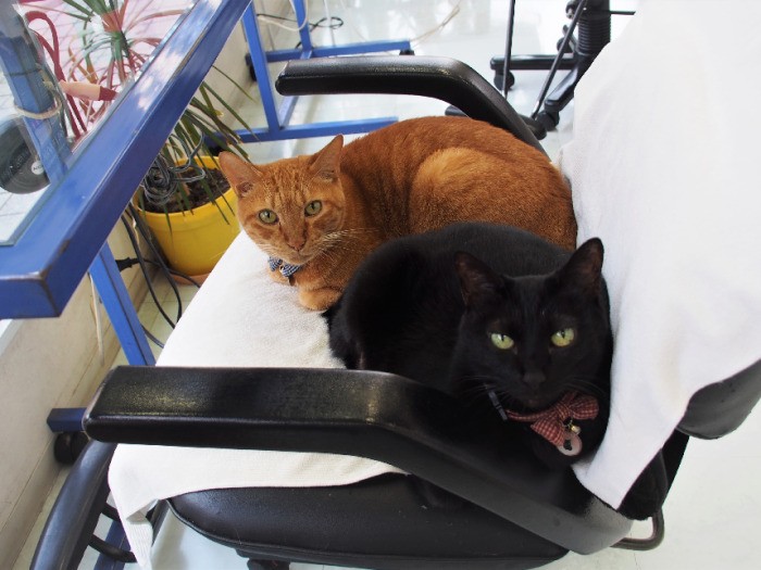 同年齢で仲良しコンビのトゥエルブとプリティー