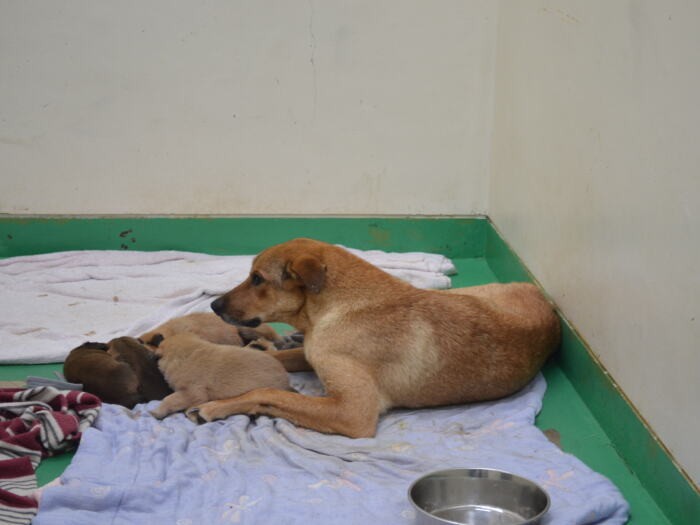母犬と子どもたちが同じ部屋すごしていた