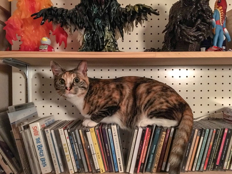 ミアの飼い主は結局見つからず、そのまま我が家の猫になった