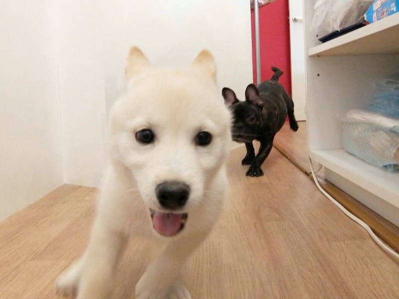 先輩犬バロンくんとおいかけっこ!