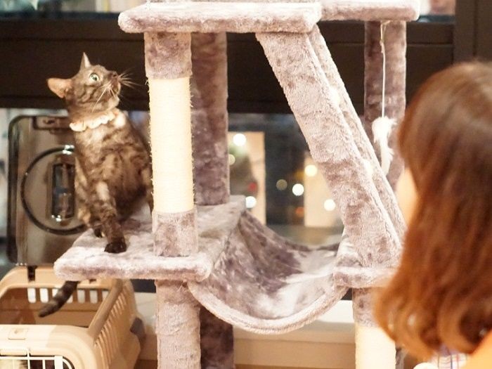 大好きなキャットタワー