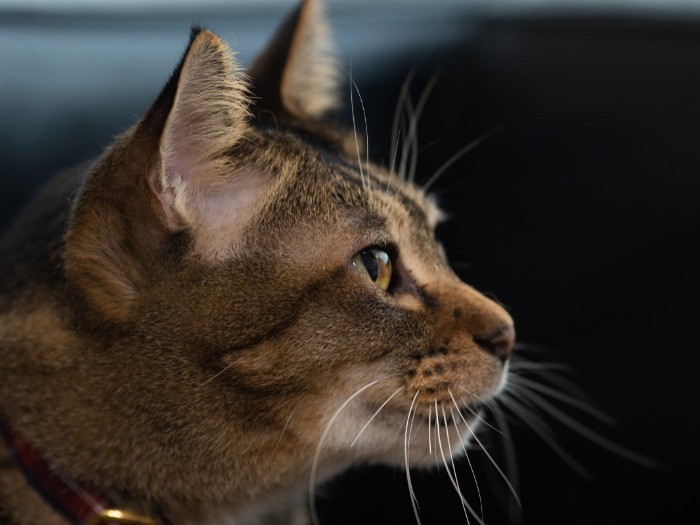 健康的な食事とたっぷりの愛情に包まれて、野良猫時代が想像できないほどつややかな毛並みに