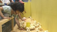 ミーアキャットやナマケモノなど約30種類の生き物が大集合 岡山市で屋内触れ合いイベント