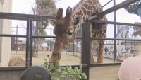 開園71周年を迎える岡山市の池田動物園 多くの家族連れでにぎわう