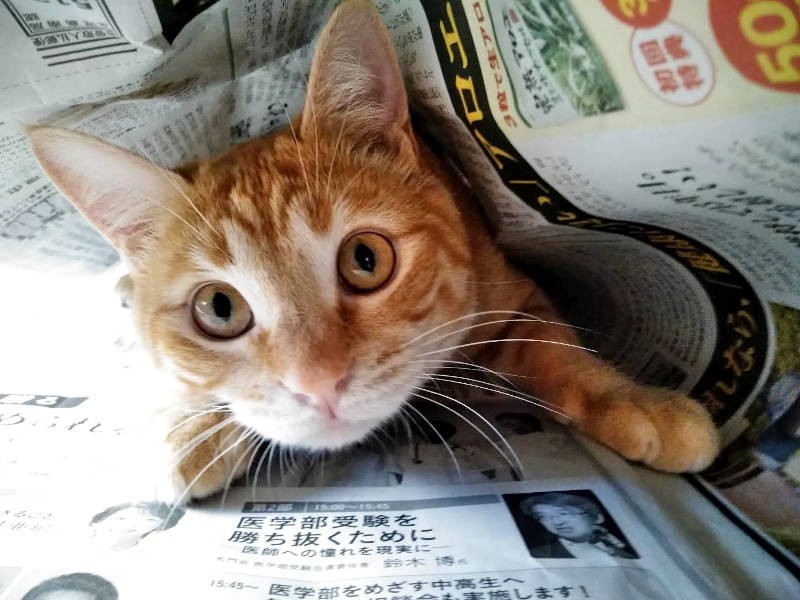 新聞紙にもそそられるんだにゃ~
