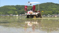 〈新型コロナ〉影響は田植えにも及ぶ 酒米の需要が減り、田んぼの一部で別の品種を生産も 岡山市