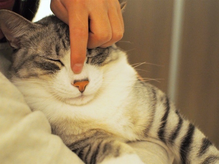 りりしい顔立ちの、堂々としたゆずきくん。