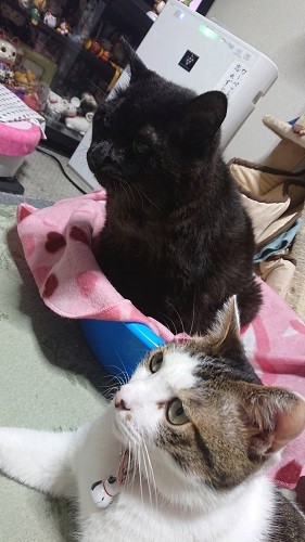 ちくわは100歳超えのサブを「仙人」のように思っているのかも(恵子さん提供)