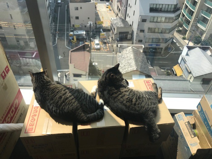 都心の眺め、いいよね~(みんなのマーケット提供)